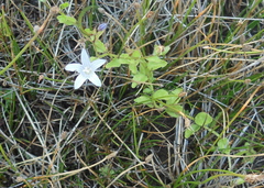 Campanula californica