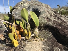 Bulbophyllum weddellii
