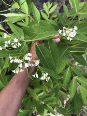 Apocynum × floribundum