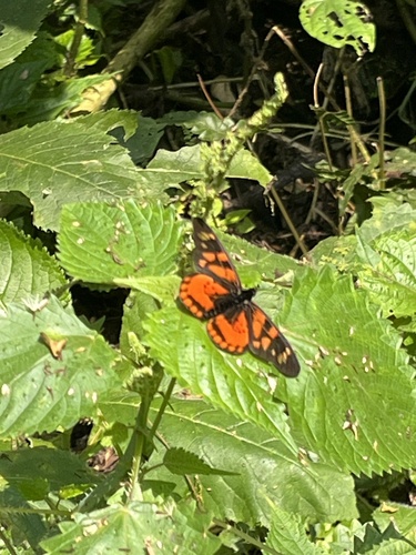 Acraea amicitiae