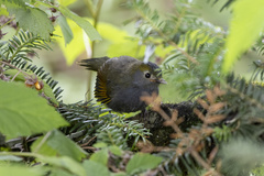 Emei Shan Liocichla photo 3