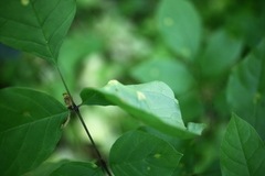 Puccinia sparganioidis