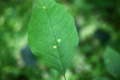 Puccinia sparganioidis
