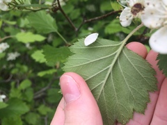 Crataegus canadensis