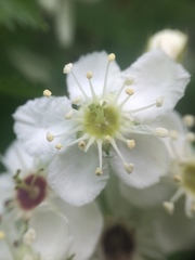 Crataegus canadensis