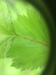 Crataegus canadensis