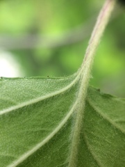 Crataegus canadensis