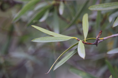 Colliguaja salicifolia