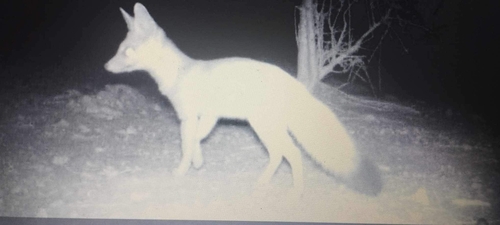 Pale Fox