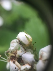 Crataegus canadensis