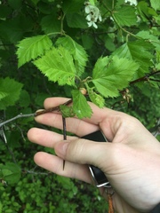 Crataegus canadensis