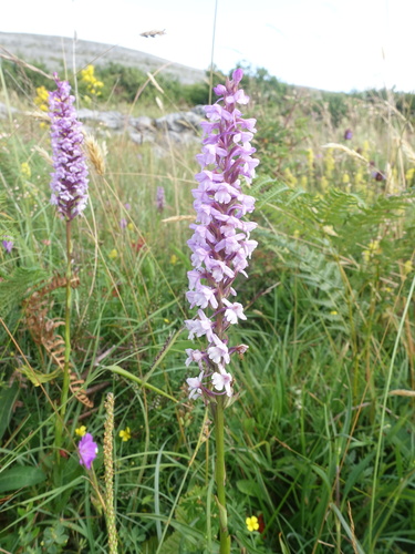Marsh fragrant orchid (Gymnadenia densiflora)