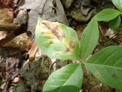 Puccinia limosae