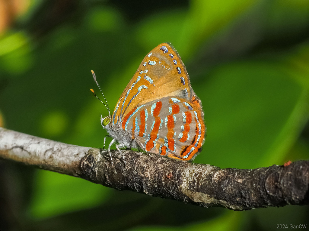Copper Jewel