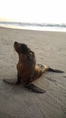 Arctocephalus australis