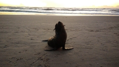 Arctocephalus australis