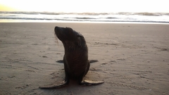 Arctocephalus australis