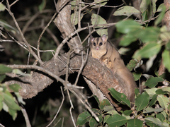 Ebony Glider photo 5