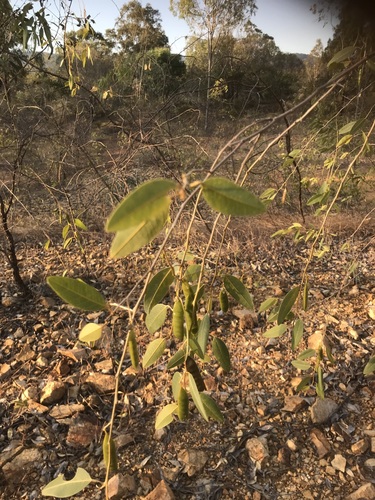 Lamprolobium fruticosum observed 2024-07-22