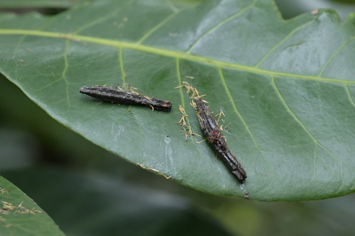 Image of Ceodes brunoniana by (c) Christopher Stephens, some rights reserved (CC BY-SA)
