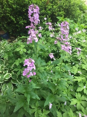 Hesperis matronalis