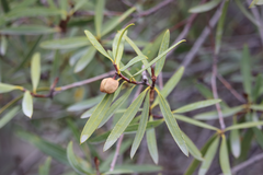 Colliguaja salicifolia