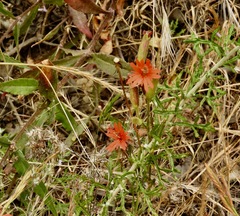 Silene laciniata laciniata