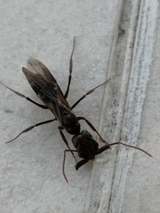 Odontomachus simillimus