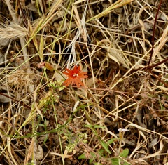 Silene laciniata laciniata