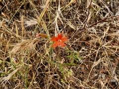 Silene laciniata laciniata