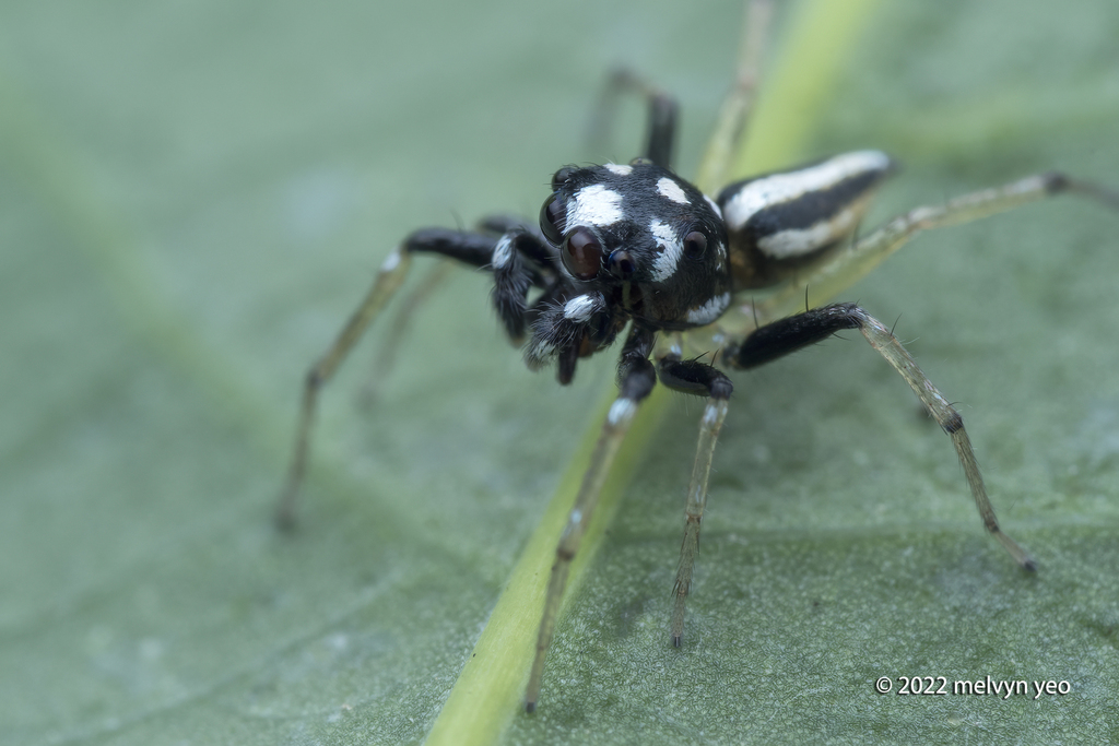 Phintella debilis