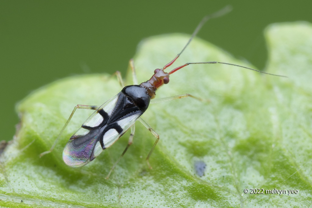 Felisacus zuparkoi