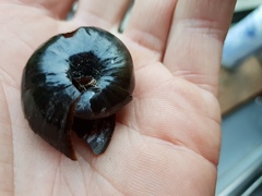 Powelliphanta