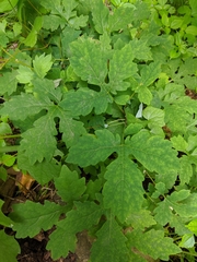 Stylophorum diphyllum