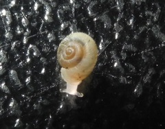 Vallonia pulchella