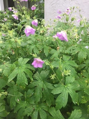 Geranium maculatum