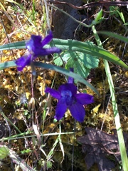 Delphinium variegatum