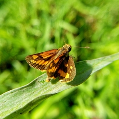 Taractrocera luzonensis
