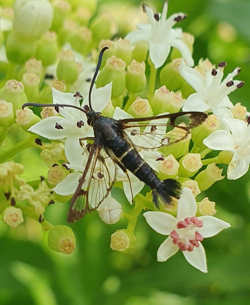 Synanthedon spuleri