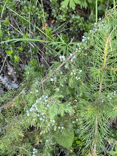 common juniper