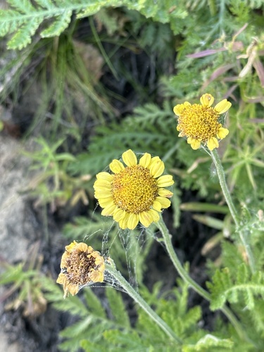 Golden marguerite