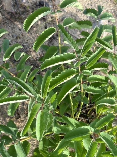 Great burnet