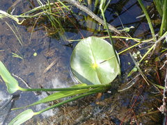 Nuphar variegata