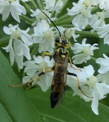 Tenthredo verticalis