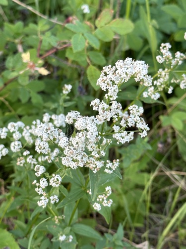 Northern Bedstraw