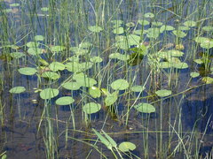 Nuphar variegata