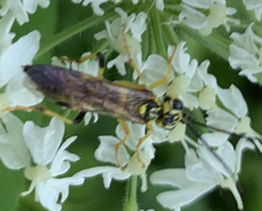 Tenthredo verticalis