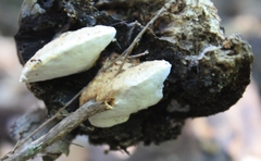 Truncospora ochroleuca