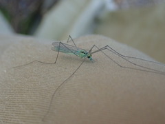 Nephrotoma virescens