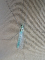 Nephrotoma virescens